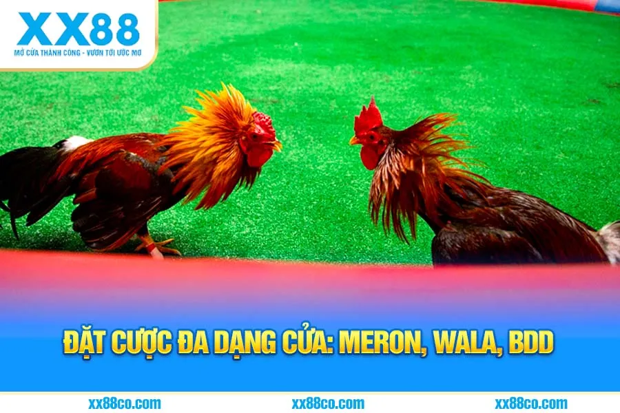 Đặt cược đa dạng cửa: Meron, Wala, BDD