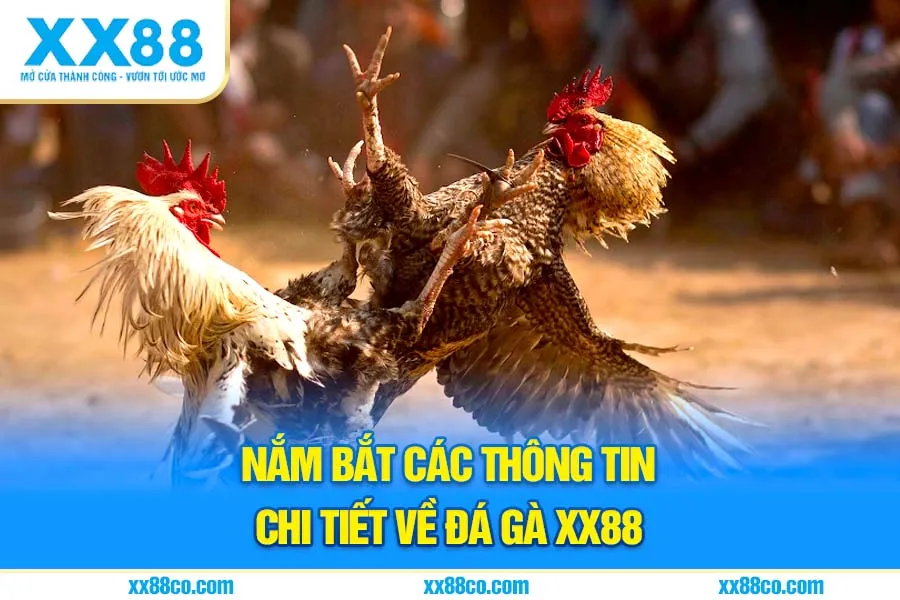 Nắm bắt các thông tin chi tiết về đá gà XX88