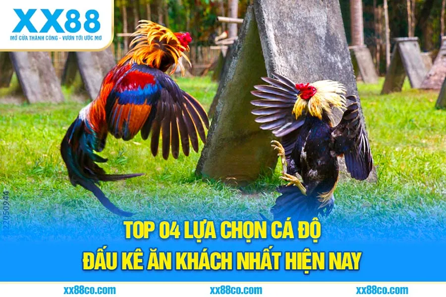 Top 04 lựa chọn cá độ đấu kê ăn khách nhất hiện nay
