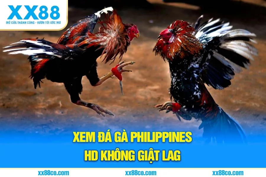 Xem đá gà Philippines HD không giật lag